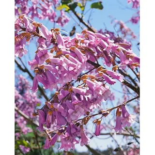 Pflanzen Für Dich Paulownia tomentosa, Blauglockenbaum, 125–150 cm