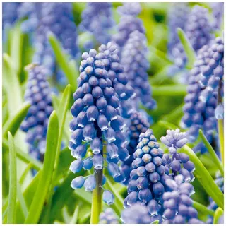 Bloomique Blumenzwiebeln 50er-Set Muscari Armeniacum, Traubenhyazinthe, Wuchshöhe 10-15 cm, (50-St) grün