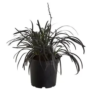 Schwarzer Schlangenbart 'Niger', Schwarz, Lila, Zartrosa