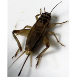 Heimchen Klein Reptilienfutter für Erwachsene Reptilien, Geschmacklos, 80g