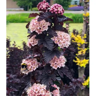 BALDUR Garten Zierstrauch Physocarpus Fasanenspiere 'Panther®' im 3-Liter XL Topf, 1 St., Blasenspiere,winterhart, mehrjährig, pflegeleicht rosa