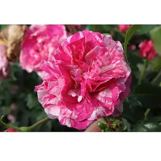 Kletterrose  (Rosa 'Colibri' -R- Farbfestival -R-, Rot/Weiß)