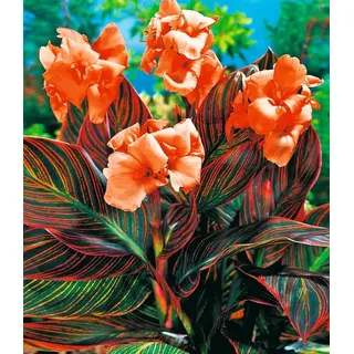 BALDUR Garten Blumenzwiebeln Canna 'Durban', Knollen, besondere Farbe orange