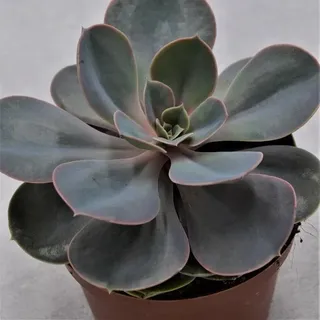 Echeveria Perle von Nürnberg - 10,5cm