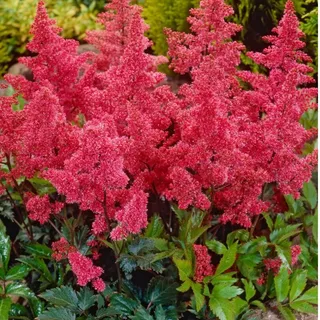 Japanische Astilbe – Astilbe japonica 'Bremen'