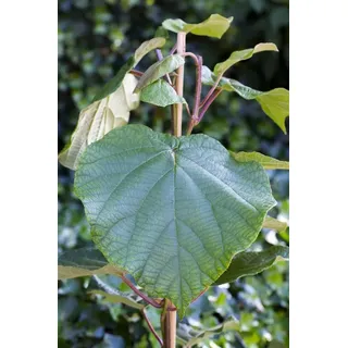 Pflanzen Für Dich Actinidia deliciosa Atlas 12 cm Topf