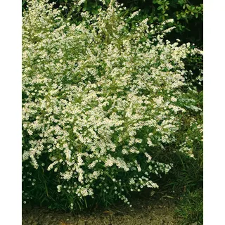 Pflanzen Für Dich Aster Ericoides Golden Spray' P 0,5