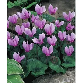 Garten Alpenveilchen Cyclamen Winterhart ( ́1 Blumenzwiebel)