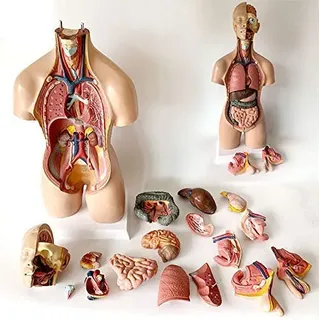55CM Zweigeschlechtliches Torsomodell Menschliches Torso-Modell Abnehmbare Menschliche Organe Körper Anatomie Modell 19 Teile Trennbar