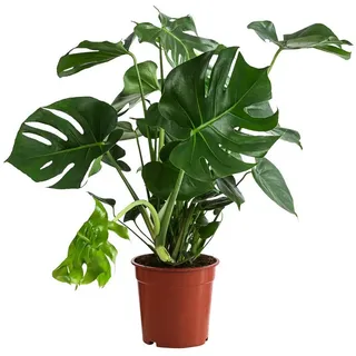 Dehner Fensterblatt Ø Monstera deliciosa, Grün