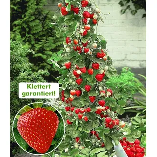 BALDUR Garten 3x Kletter-Erdbeere 'Hummi®', Pflanzen im 7x7 cm-Topf, Fragaria Erdbeerpflanze, schnellwachsende und rankende Klettererdbeeren, selb...