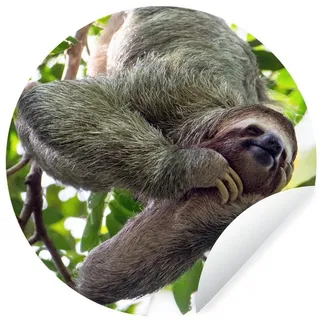 MuchoWow Wandsticker Ein lachendes Faultier hängt in den grünen Bäumen (1 St), Wandtattoo Selbstklebend, Wohnzimmer Deko Aufkleber, 30x30 cm bunt 30 cm x 30 cm x 0.1 cm