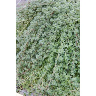 Pflanzen für Dich Staude Thymus praec. Pseudolanuginosus, 1 St., Wolliger Thymian, Teppich-Thymian rosa