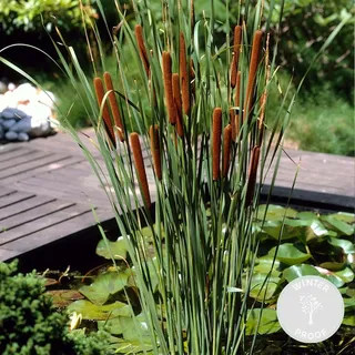 Bloomique - Typha Latifolia - Breitblättriger Rohrkolben - Teichpflanzen Winterhart - Wasserpflanzen - Zone 2-3 - Höhe 15-25 cm - Topf 9 cm