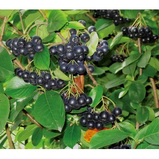 Dehner Apfelbeere Aronia Viking, Schwarz