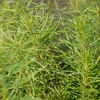 Blumixx Stauden Amsonia hubrichtii - Röhrenstern hellblau