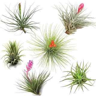 Plant in a Box Tillandsia - Tillandsien Luftpflanzen 6er Mix Höhe 5-15cm