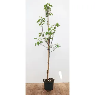 Pflanzen Für Dich Malus 'Elstar', Apfelbaum, 150–200 cm, saftig-süß