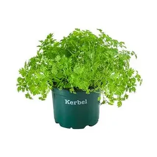 Bioland Kerbel, Grün