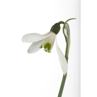 Pflanzen Für Dich Galanthus nivalis P 0,5