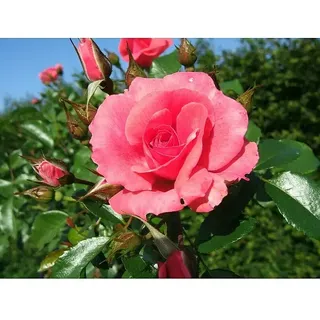 Beetrose  (Rosa 'Bad Birnbach' ® ADR, Lachsrosa)