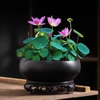 Lotus Schüssel Pflanzer, Runde Lotus Blume Schüssel, Klare Wasser Lilie Schüssel, Pflanzen im Wasser drinnen, für Blume Succulent Hydroponic Pflanze Fisch Home Decor Ohne Halterung (schwarz 6,29in))