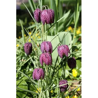 2er-Set - Fritillaria meleagris - Schachblume - Schachbrettblume - Kiebitzei, rosa-rot-kariert - Wasserpflanzen Wolff
