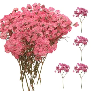 SURALIN 50 Stück Rosa Schleierkraut Getrocknet Echtes Natürliches, Trocken Gepresste Blumen Trockenblumen Schleierkraut Kunst, DIY Herstellung von Hochzeitskarten