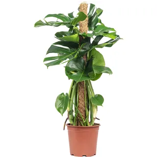 Fensterblatt am Moosstab - pflegeleichte Zimmerpflanze, Monstera deliciosa - Höhe ca. 80 cm, Topf-Ø 19 cm