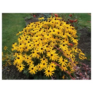 10 x Rudbeckia fulgida 'Goldsturm' (Sonnenhut) Staude/winterhart/bienenfreundlich