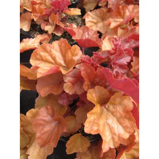 Purpurglöckchen Timeless Orange - Heuchera Timeless Orange - Blattschmuckpflanze