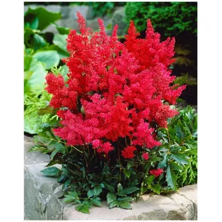 Stauden Gänge 1 x Astilbe arendsii 'Astary Red' (Winterhart/Stauden/Staude/Mehrjährig) Prachtspiere - in Rot - Rote Blütenpracht für schattige Beete - Sehr Bienen und Insektenfreundlich