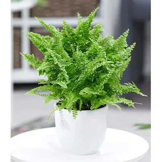 BALDUR Garten Zimmerpflanze Schwertfarn 'Vitale', 1 St., Fiederblättchen, pflegeleicht grün