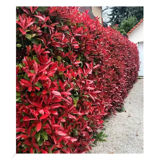 BALDUR Garten immergrün Photinia-Hecke 'Red Robin', 10 Pflanze Glanzmispel winterhart, blühend, Photinia fraseri 'Red Robin', Photinia fraseri, schnellwachsend
