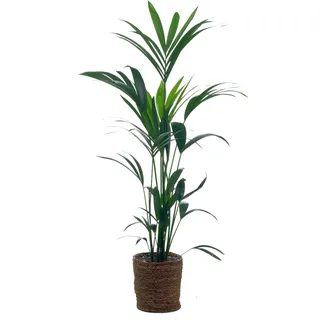 Tchibo - Kentia-Palme mit Übertopf - grün