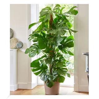 BALDUR Garten 1x Monstera - Fensterblatt ca. 60-70 cm hoch, Pflanze im 19 cm-Topf, Luftreinigende Zimmerpflanze Pflegeleichte Zimmerpflanze auch für dunklere Standorte, mehrjährig - frostfrei halten