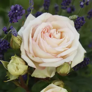 KORDES ROSEN Edelrose, Rosa »Madame Anisette®«, Blüte: creme, gefüllt - beige