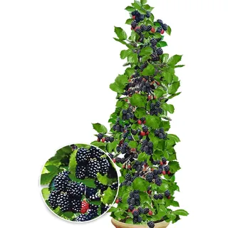 BALDUR Garten 1x Säulen-Brombeere Navaho® 'Big&Early' dornenlos, Pflanze im 2 Liter-Topf, Rubus fruticosa, Säulenobst Beerenobst Brombeerpflanze...