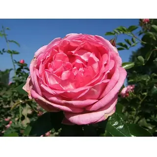 Strauchrose  (Rosa 'La Rose de Molinard' -R- ADR, Topfvolumen: 6,5 l, Hellpink)