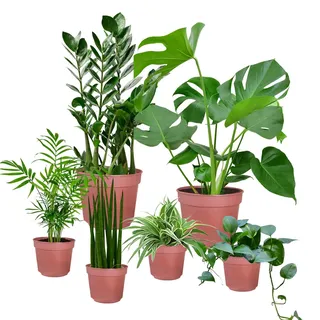 6er Zimmerpflanzen Set – Bergpalme, Efeutute, Monstera, Bogenhanf, Glücksfeder – pflegeleicht und frisch aus der Gärtnerei – Höhe 20–70 cm, Töpfe 10,5–17 cm – für Wohnung & Büro – Green Me Up