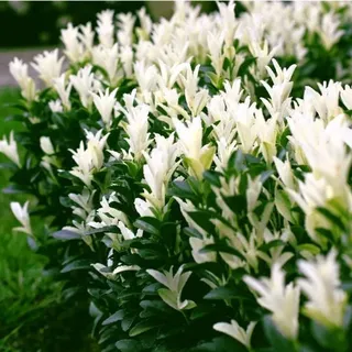 Japanischer Spindelstrauch – Euonymus japonica 'Himalaya'(R)