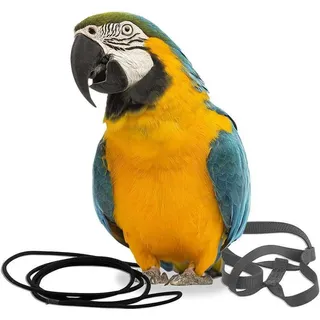 Parrot Gurtzeug Aviator L Schwarz