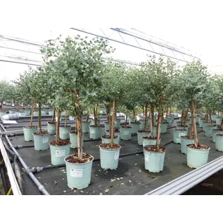 gruenwaren jakubik Eucalyptus Gunni Stamm Eukalyptusbaum, 70-90 cm, Pflanze winterhart