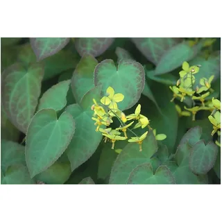 Stauden Gänge 10 x Epimedium x perralchicum 'Frohnleiten' Elfenblume | Winterharte Staude für Halbschatten bis Schatten, Blüte April bis Mai, mehrjährig, 9x9 cm Topf