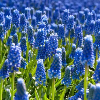 Plant in a Box - Traubenhyazinthen - 100 Stk - Muscari armeniacum - Blumenzwiebeln - Blau