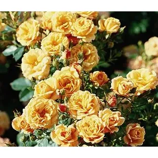 Zwergrose 'Apricot Clementine®'