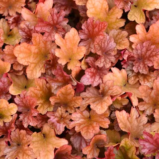 Heuchera Peach Flambe ist eine immergrüne, winterharte blühende Pflanze für den Außenbereich im Topf.