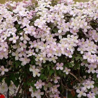 Clematis montana 'Rubens' - Mehrjährige Kletterpflanze | rosa duftende Blüten im Frühling, schnellwachsend, sonnig bis halbschattig, Pergola und Rankhilfe, winterhart