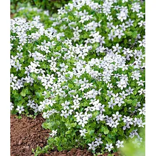 BALDUR Garten Bodendecker Isotoma 'White Splash', 3 St., Schnellwachsend, winterhart, mehrjährig, pflegeleicht weiß
