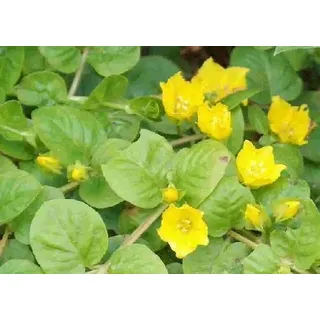 Starkbund Pfennigkraut - Mind. 30 Wasserpflanzen